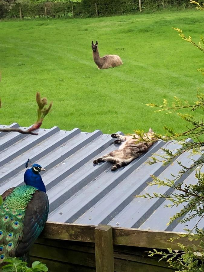 The Peacock Shepherds Hut At Hafoty Boeth Corwen Dış mekan fotoğraf
